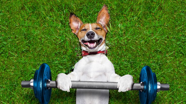 Get into shape along with your dog