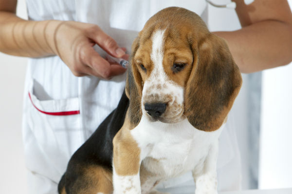 can puppies die from kennel cough