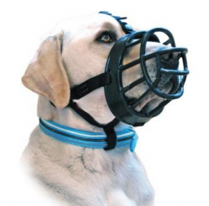 muzzle training